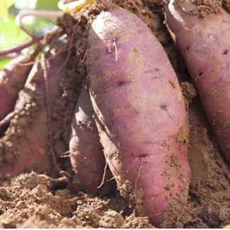Jerusalem Artichoke